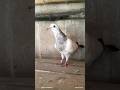 Andhra Couple dodi fulsira Baby #trending #viral #pigeon #trendingshorts #viralshorts #andhrapigeon