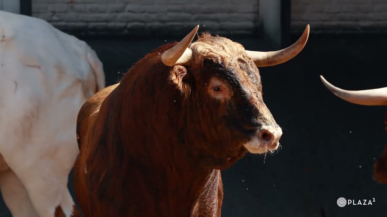 Sorteados los novillos de Casa de Los Toreros para la cuarta del 'Cénate Las Ventas'