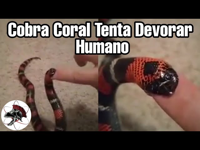 Cobra Coral Azul da Malásia  By Biólogo Henrique o Biólogo das