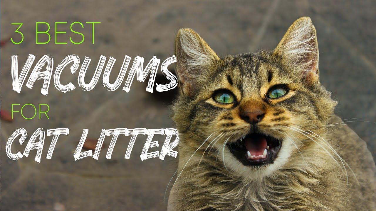 3 Best Vacuums for Cat Litter YouTube
