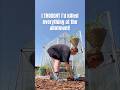 First heatwave at the allotment #allotment #britishweather #uk #heatwave #gardening