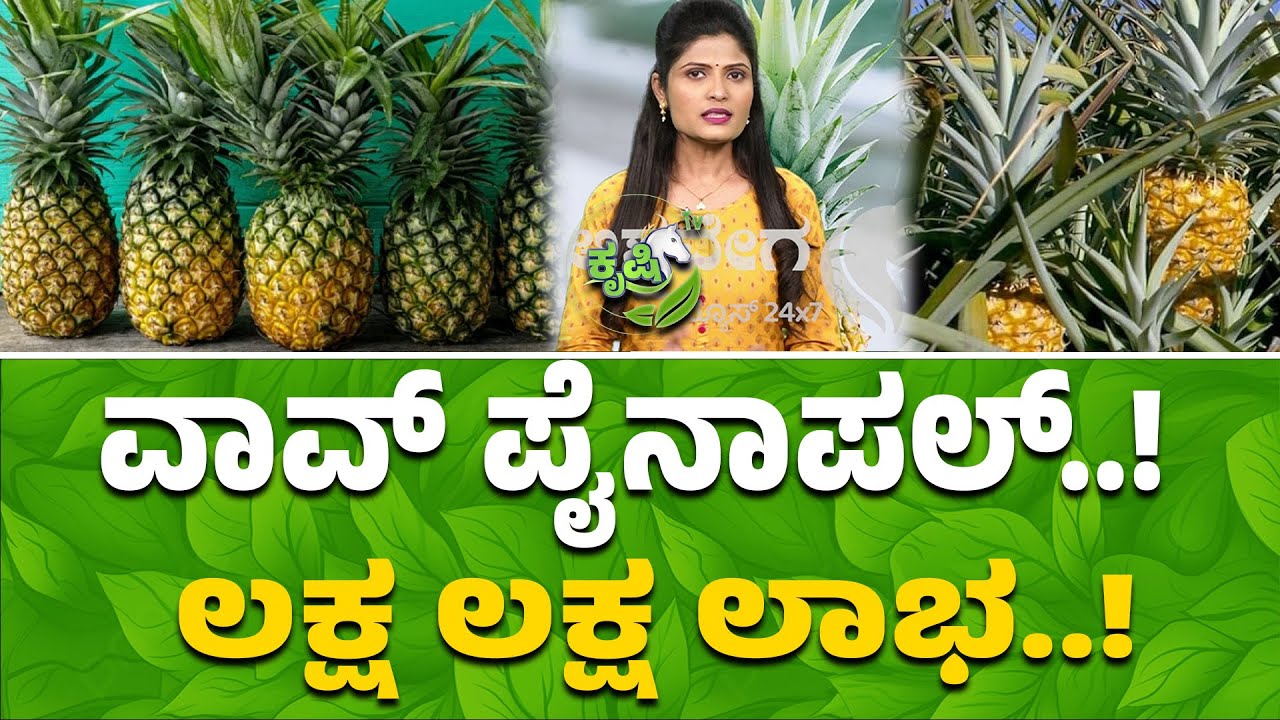ಪೈನಾಪಲ್ ಬೆಳೆಯ ಸಮಗ್ರ ಬೇಸಾಯ ಕ್ರಮ..! | Complete Guide to Pineapple Cultivation | High Yield Tips