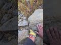 Asian Crab Harvesting!🦀🔥 #crabbing #satisfying #fishing