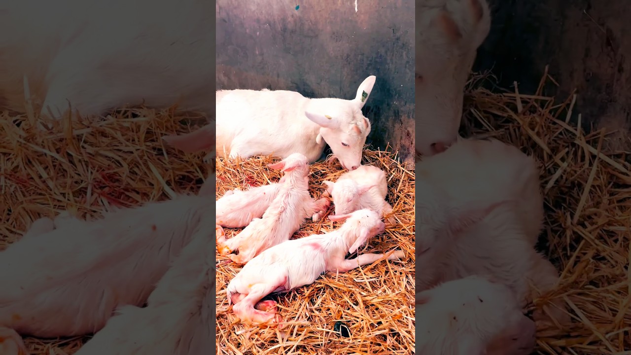 Saanen Goat have quad babies/ saanen goat give four babies 