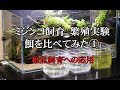 【ミジンコの増やし方】 繁殖実験 餌を比べてみた① メダカ稚魚飼育への応用
