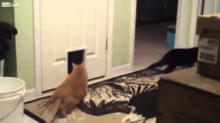 Розыгрыш котов животные прикол приколы с животными Cats funny animals Розыгрыш котов животные прикол приколы с животными Cats funny animals