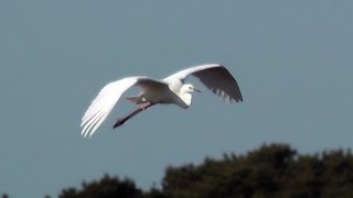 great white egret at marazion marsh in cornwall uk