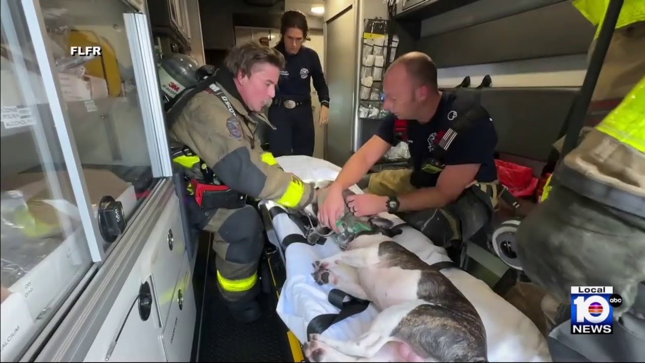 Dog dies after fire erupts inside Fort Lauderdale home - YouTube