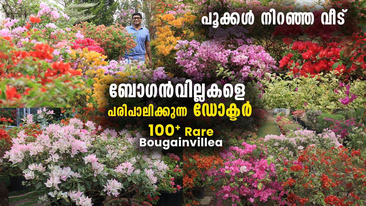 പൂക്കൾ നിറഞ്ഞ വീട് | ബോ​ഗൻവില്ലകളെ പരിപാലിക്കുന്ന ഡോക്ടർ | 100+ Rare Variety Bougainvillea Plants