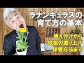 ラナンキュラスの育て方 植え付け 植え方 植える時期 球根の掘り上げ 肥料を与える時期