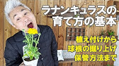 ラナンキュラスの球根の植え付け 100均で買った球根を植木鉢に Youtube