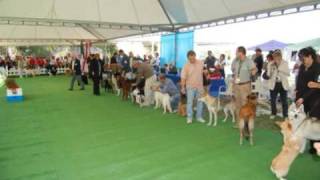 Al Mio Gande Amico Ch Anxanum Al Capone Gas .Pretorianstaffy.jimdo