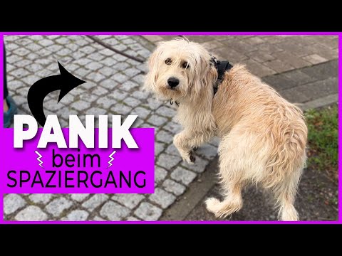 Video: Warum hat mein Hund plötzlich Angst, spazieren zu gehen?