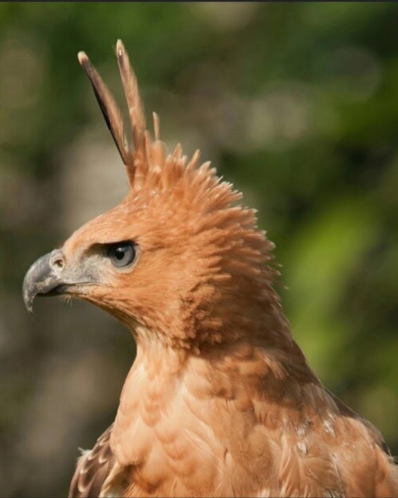 Burung Garuda | Elang Jawa #hewan