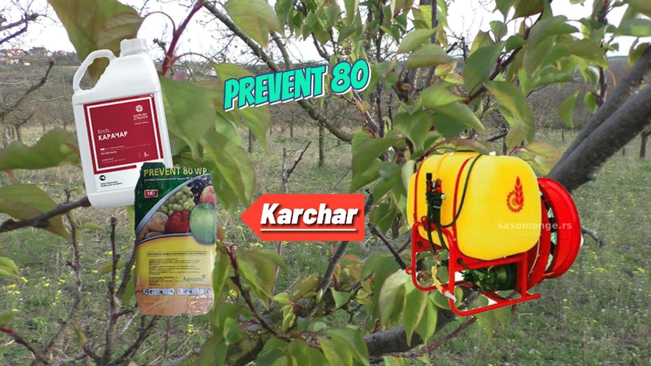 IZ NJIVE: Prskanje kajsija kontaktnim fungicidom i insekticidom