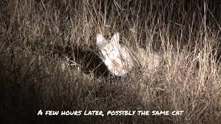 African Wildcat at Pom Pom Camp in Botswana, Day &amp; Night Sightings