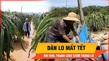 Vườn trái cây ở Lâm Đồng ngập nước, nông dân đối mặt thua lỗ dịp tết | Thời sự