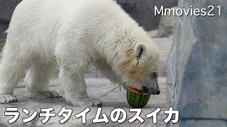 Polar Bears eat watermelonスイカは半分こ ホッキョクグマ親子