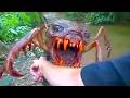 Most Dangerous Insects In The World Lurking Around YOU…