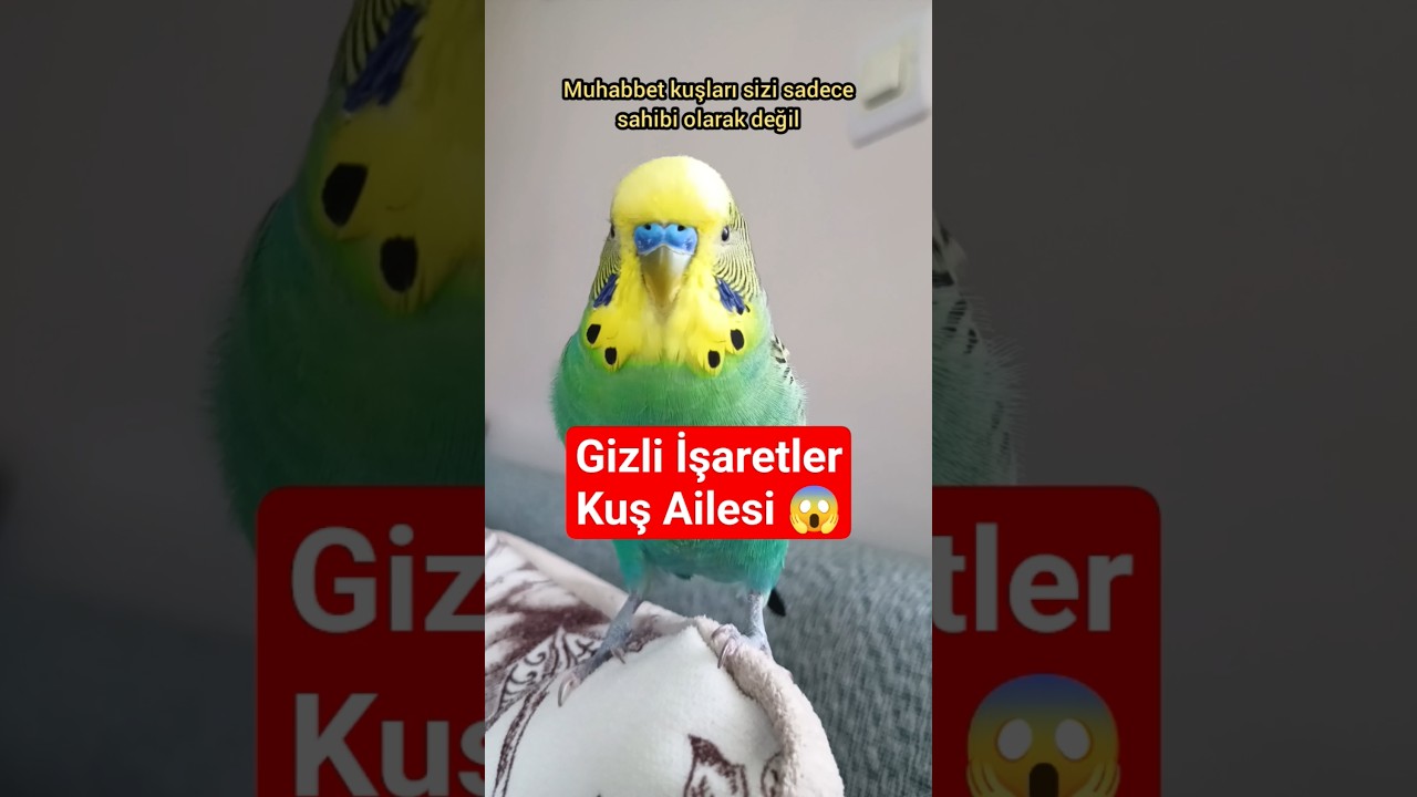 Muhabbet Kuşunuz Sizi Gerçekten Ailesi Gibi Görüyor mu? İşte Bilinmeyen 4 İpucu #muhabbetkuşu #birds