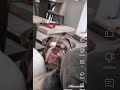 English Bulldog Puppies