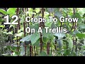 Vertical gardening  12 vegetables that can be grown on a trellis