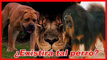 ¿Qué perro puede acabar con un león?