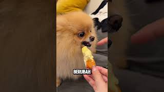 Detik-Detik Anjing Marah ke Majikan, Lucu Banget! #shorts#viral#short