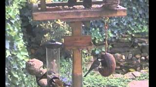 Bird Table Webcam - Dfinches - Great S - Sparrows And A Wood Pidgeon