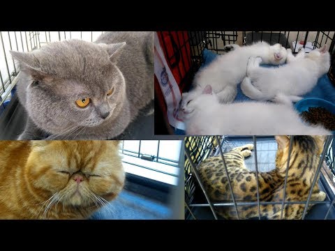 Видео: Как да се подготвим за изложба на котки