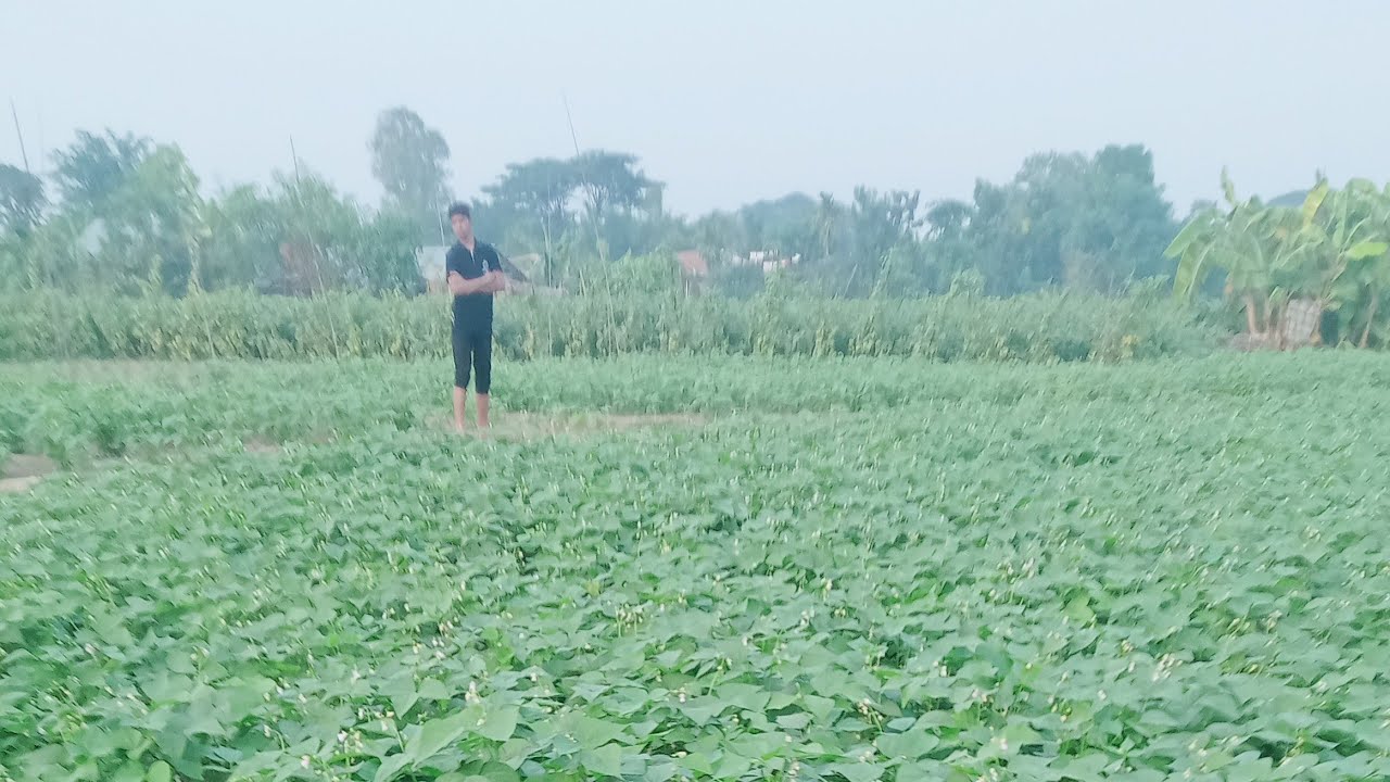 চট্টগ্রামে বেগুনসহ বিভিন্ন সবজির বাগান। মনকাঢ়া প্রাকৃতিক সবজির ক্ষেত। 🌿🎋🥦🧄🥕🌶️🌽🥔🧅🍅🍌🌺🌷