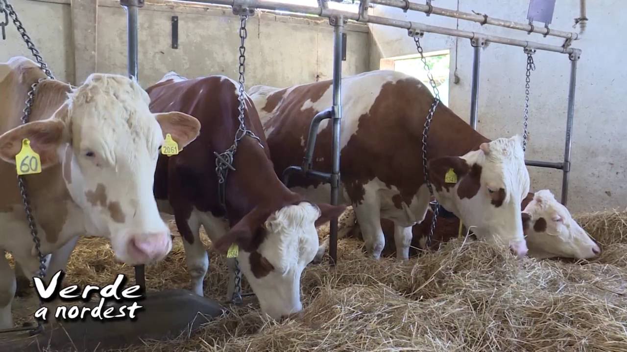 Visitiamo una stalla veneta