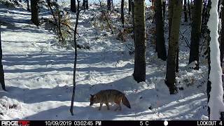 Sniffing Coyote
