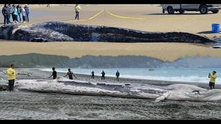 Oceans in Freefall: Starving Gray Whales Flee to Rivers as Ecosystem Collapse Accelerates