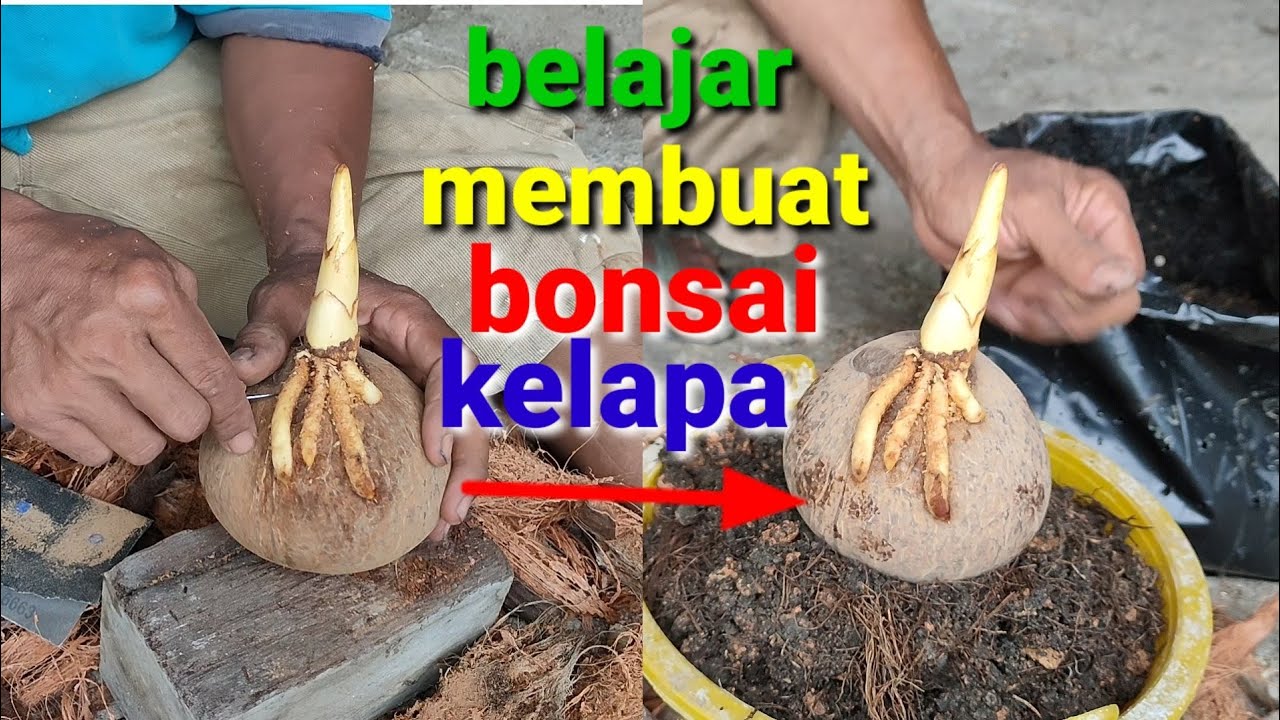 Научитесь делать кокосовый бонсай / научитесь делать кокосовый бонсай для начинающих с нуля