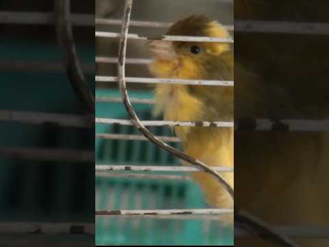 Kanari Bird Canary كناري Animal Canaries Canarysinging Canário Birdsounds
