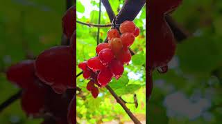 Falling Grapes Cinematic effects #mobilevideoediting #mobilevideography