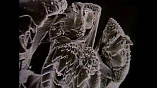 Acme Shorts: Scanning Electron Microscope
