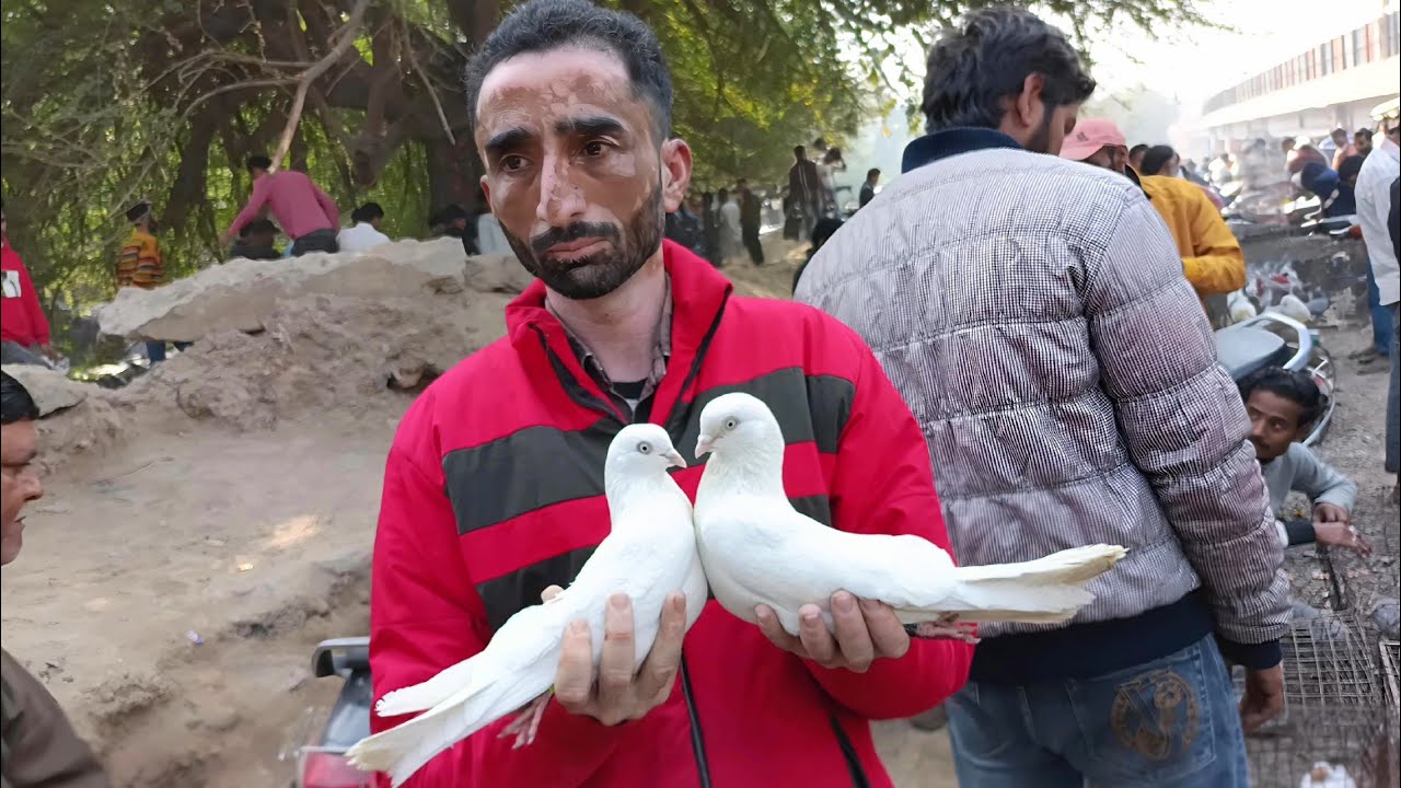 Lucknow Kabutar Market 🫠 Nakkhas Kabutar Mandi Kabutar Bazar Lucknow 15_2_26 New Video 150_200'300_