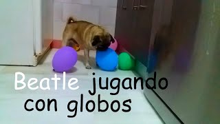 PUG jugando con globos - Beatle the pug screenshot 3