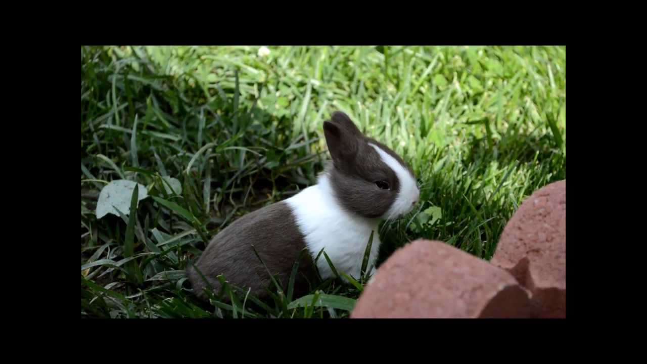 baby dutch bunnies