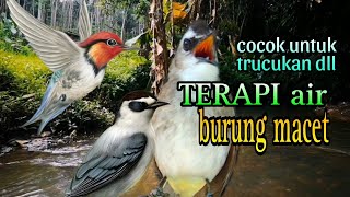 TERAPI AIR MENGALIR SUARA BERBAGAI MACAM BURUNG AMPUH BIKIN BURUNG TRUCUK CEPAT BUNYI ROPEL