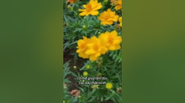 10 lợi ích của trà hoa cúc #hoacuc #loiichhoacuc #thaoduocxanhso1jindo #jindo