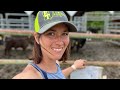 Vlog 71: Wrangling Cattle Up (Breeding Season Starts! Part 1)