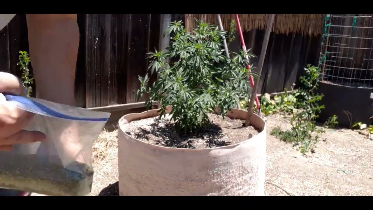 Outdoor Organic Cannabis Grow II Top Dressing for Vegetative Growth