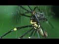 Tiny Spider Steals From Giant Spider | Trials Of Life | BBC Earth