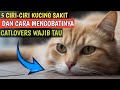 Ciri-ciri Kucing Sakit yang Wajib Diketahui Catlovers