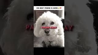 Try Not To Cry 🥲💔 #animals #dog #dogs #pets