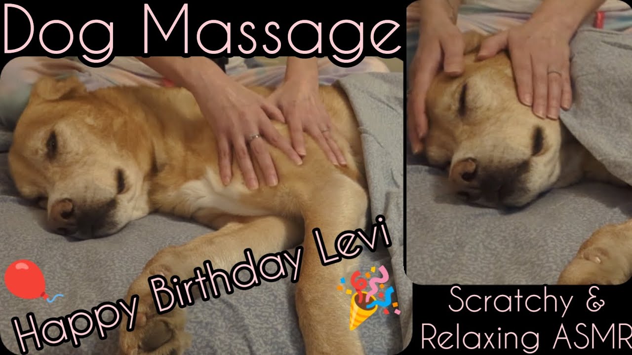 ASMR | Dog Massage For Levi's Birthday🎈 | Gentle, Slow, Scratchy & Relaxing | NO TALKING | #asmr