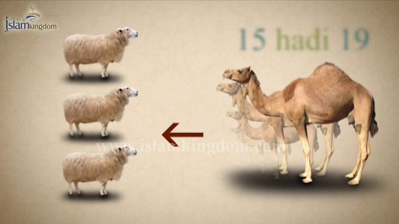 ZAKAA-Zaaka ya wanyama wa mifugo-Al-feqh